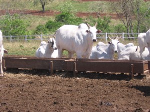 Koeien op de Fazendas Sao Marcelo in Brazilië. Foto: IMAFLORA.