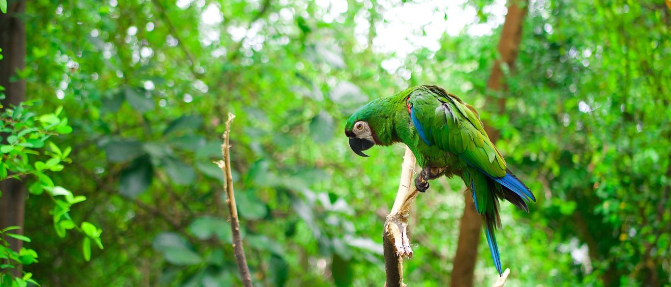 Papegaai in het Amazone-woud. Foto: Ryk Parras/Unsplash.