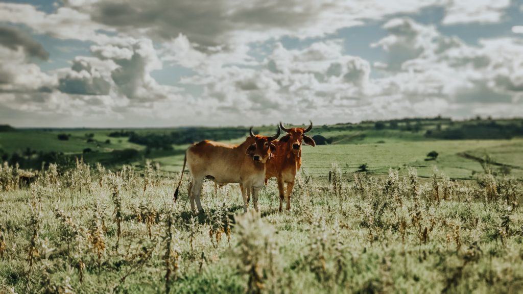 Koeien op land, dat ooit jungle was in Brazilië. Foto: Sergio Souza/Unsplash.
