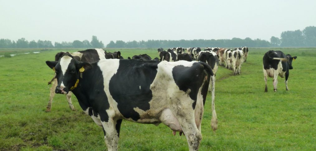 Koeien in Harmelen. Foto: Pieter Verbeek.