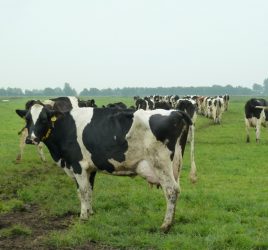 Koeien in Harmelen. Foto: Pieter Verbeek.