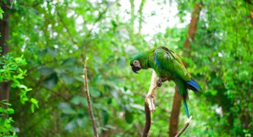Papegaai in het Amazone-woud. Foto: Ryk Parras/Unsplash.