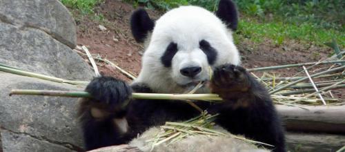 Verhalen over panda’s